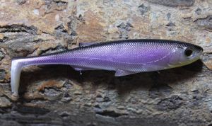 Daiwa Duckfin Liveshad 10 cm Purple Ghost